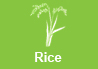 Rice plant